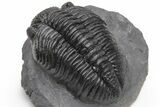 Huge Phacopid (Drotops) Trilobite - Excellent Eye Detail #230486-4